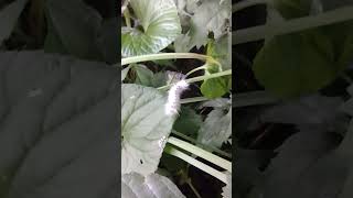 Mature hickory tussock moth caterpillar looking for a spot to make its cocoon [upl. by Elocim]