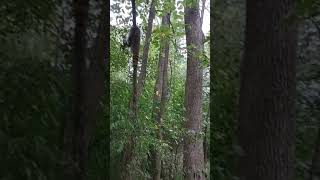 blue tick coon hound and vizsla raccoon hunting training [upl. by Milman733]