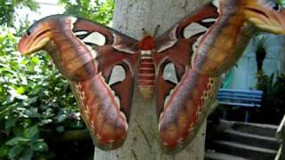 Attacus atlas [upl. by Shermy955]