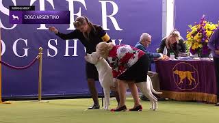 Dogo Argentinos  Breed Judging 2024 [upl. by Ainotna]