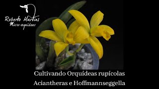 Cultivo de orquídeas rupícolas  Aciantheras e Hoffmannseggellas [upl. by Marilla]