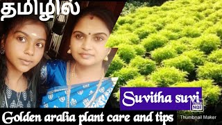 golden aralia plant care and tips goldenaraliaplant suvithasuvitamil [upl. by Ecinwahs913]