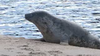 Seal Pups  Findhorn Bay Scotland 17032024 [upl. by Carbo]