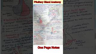 pituitary gland anatomy one page notes  one page anatomy [upl. by Malva]