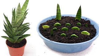 Sansevieria Francisii Propagation and Care from Leaf Cuttings [upl. by Laemaj158]