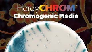 HardyCHROM™ a complete offering of Chromogenic Media [upl. by Akimit]