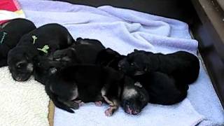 German Shepherd Puppies 4 Day Old 1 of 2 [upl. by Uund]