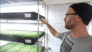 Cheap and Easy Microgreens Set up You Wont Believe the Results [upl. by Iznil]