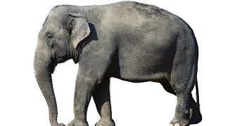 Elephant Animals for Children Kids Videos Kindergarten Preschool Learning Toddlers Sounds Songs Zoo [upl. by Adneram]