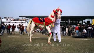 Dance performance by a horse in Kila Raipur [upl. by Kehr]