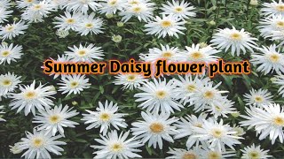 summer daisy plants careगर्मियों की daisy फ्लोवेरिंग plant की देखभाल कैसे करे [upl. by Safir]