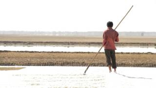 Collection of salt the Little Rann of Kutch Gujarat [upl. by Seidule28]