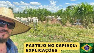 Explicação de Porque soltamos o gado para Pastejo no Capiaçu [upl. by Nosnor]