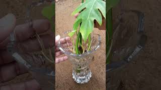 Philodendron growing in water  philodendron selloum waterpropagation [upl. by Cynara]