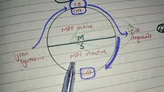 Mechanism of Cleavage  Cleavage  MPF  Cytokinesis and Karyokinesis [upl. by Yrohcaz]