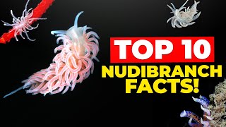 Top 10 Nudibranch Facts [upl. by Lamee]