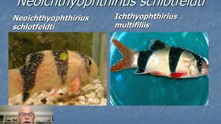 Nr6 Aquarium fish disease ICH Ichthyophthirius White Spot disease prevention amp treatment [upl. by Idid]