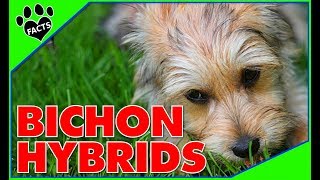 Top 10 Bichon Frise Mix Breeds Most Popular Designer Dogs 101 [upl. by Rollo582]