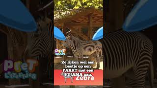 Een Paard met Een Pyjama Aan youtubecreatorcommunity [upl. by Gertrud]