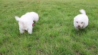 Bichon Frise Puppies For Sale [upl. by Tadich]