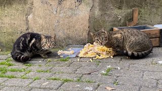 Hungry Poor Cats Living on the Street I gave them food 😢 [upl. by Aretahs820]