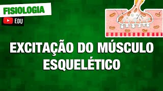 Excitação muscular junção neuromuscular placa motora e secreção de ACh  Fisiologia  Aula 12 [upl. by Leanna442]