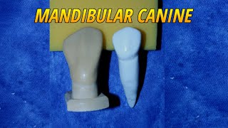 Carving of Mandibular Canine Tooth Morphology [upl. by Nathanial]