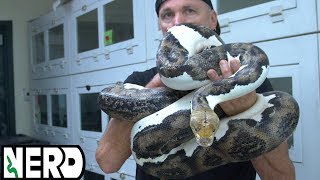 Piebald Reticulated Pythons  Aggressive [upl. by Yorgos]