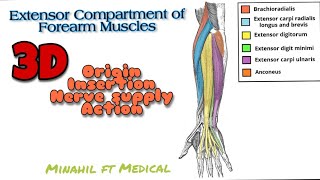 Muscles of Posterior Compartment of Forearm Extensors  3D Origin Insertion Nerve supply Action [upl. by Helbonia]