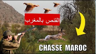 Chasse Maroc Perdrix et Lièvres  قنص الحجل و الارنب بالمغرب [upl. by Persas]