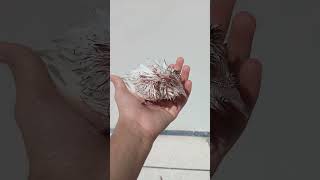 🐥👉🕊️ pets birds shorts shortvideo [upl. by Bj]