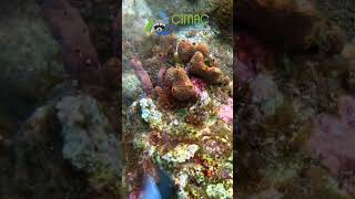 An Orbicella colony Habitat Cleaning coralrestoration gopro coralreef [upl. by Aldarcie]