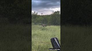 wild dogs vs hyena their fight animals wildlife shorts [upl. by Bosson311]