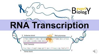 RNA Transcription updated version [upl. by Llerraj]