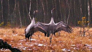 Kraniche  Kampf und Tanz  Tanzende Vögel des Glücks  Grus grus [upl. by Hubsher]