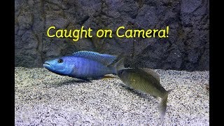 Watch Fish ReproduceCaught on Camera [upl. by Gregory]