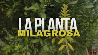 ¡La Planta Milagrosa Que Necesitas en Tu Vida [upl. by Alysia171]