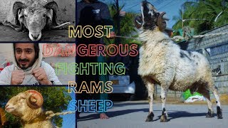 Most dangerous fighting rams sheep  Syed Saad Amin  Paracha House [upl. by Oilcareh659]