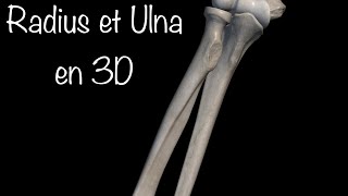 Le radius et l’ulna ostéologie de l’avant bras [upl. by Ifill]