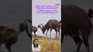 Can the antelope escape crocodile lion antelopes animals wildlife [upl. by Rehoptsirhc288]