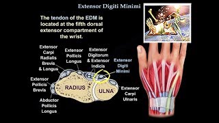 Extensor Digiti Minimi  Everything You Need To Know  Dr Nabil Ebraheim [upl. by Germin]