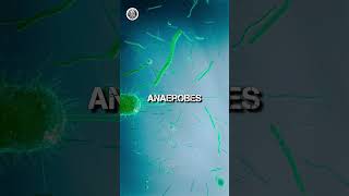 Cyanobacteria And Anaerobes science sciencefacts [upl. by Jerold]