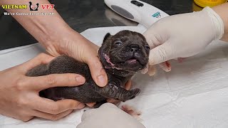 Baby puppy crying loudly because of being sick  But VET treated for him [upl. by Nilecoj]