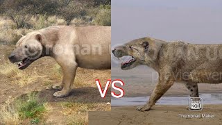 megistotherium osteothlastes vs simbakubwa kutokaafrika [upl. by Sheppard]