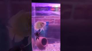 Oscar fish feeding shrimps oscar feed shrimps aquariumfish fish oscar aquarium [upl. by Naujak]