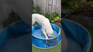 Watch Herbie Playing Splashing In The Paddling Pool ￼ [upl. by Anyg]