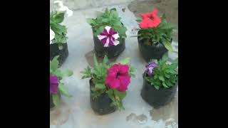 Gamle ki purani mitti ko banaye aise upjau dher saare phool paane k liye gardening nature shorts [upl. by Arais]