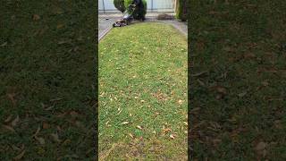 🌿 Bringing life back to this lawn with a muchneeded cut [upl. by Herr253]