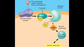 Examples of Hormones that use cAMP as a second messenger Cyclic Adenosine Monophosphate [upl. by Mercedes]