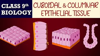 Tissues part7AnimatedCuboidal amp Columnar EPITHELIAL TISSUES CBSE CLASS 9  Biology Chapter6 [upl. by Airlia191]